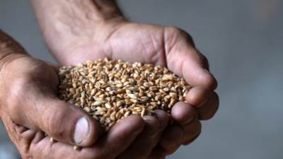 تراجع واردات مصر من القمح الروسي 39% بالربع الثالث مع زيادة التوريد المحلي