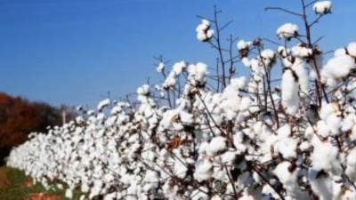 وزير الزراعة يقرر حظر نقل أقطان "الزهر" بين الوجهين البحرى والقبلى بدون ترخيص