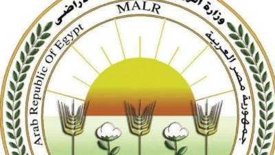 وزارة الزراعة تنفي شائعة عزوف المزارعين عن زراعة القمح