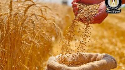 نموًا متوقعًا بنسبة تصل إلى 1.3% سيشهده إنتاج القمح في الموسم المقبل