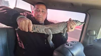 وزارة البيئة تبحث إعادة تمساح مصرف الزوامل إلى بيئته الطبيعية فى بحيرة ناصر