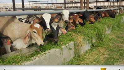 المركز الإعلامي لمجلس الوزراء يوضح حقيقة نفوق 500 رأس ماشية بمحافظة المنوفية