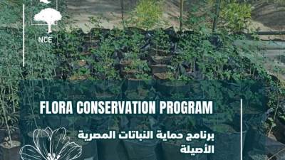 المدير التنفيذي للجمعية المصرية لحماية الطبيعة: صون النباتات البرية ورصد الطيور يعززان الاستدامة البيئية