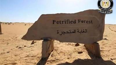 الحكومة تكشف حقيقة التعدي على الأشجار داخل محمية الغابة المتحجرة