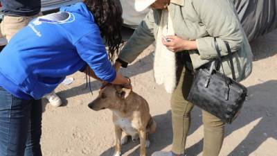 "الزراعة" تبدأ المرحلة الميدانية لتعقيم وتحصين الكلاب الحرة بمنطقة عين شمس