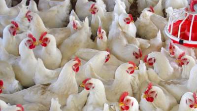 حقيقة ظهور "إنفلونزا الطيور" ببعض المزارع