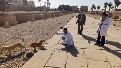 "الزراعة" تواصل جهود "التحصين والتعقيم": أكثر من 2700 كلب حر منذ بداية يناير.. وحملة نوعية بالمناطق الأثرية في الأقصر
