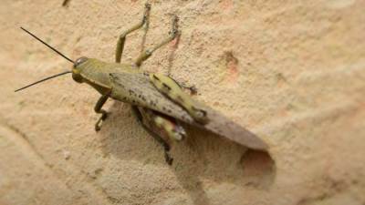 "الزراعة" تنفي رصد جراد صحراوي بـ "بئر العبد" في سيناء