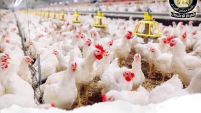 المركز الإعلامي لمجلس الوزراء يوضح حقيقة ارتفاع أسعار الدواجن نتيجة نقص المعروض منها بالأسواق