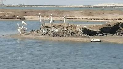 إنقاذ البجع الأبيض في مصر.. خطوة رائدة لحماية الطيور المهاجرة ومواجهة الاتجار غير المشروع 