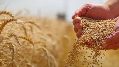 وزير الزراعة: مصر تهدف لتحقيق الاكتفاء الذاتي من القمح للخبز المدعم بحلول 2028