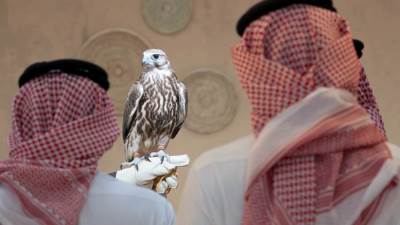 السعودية : المركز الوطني للصقور يفتتح "المزاد الدولي لمزارع إنتاج الصقور 2026"