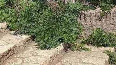 بعد معاينة ميدانية.. «الزراعة» تُؤكد سلامة أشجار حديقة الأسماك بالزمالك وتؤكد التزامها بحماية التراث النباتي