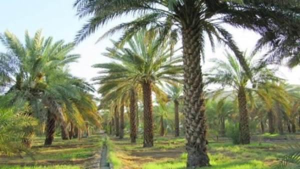 زراعة وانتاج التمور في مصر
