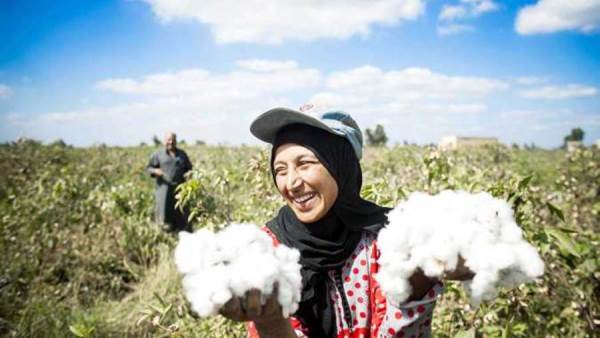 القطن المصري