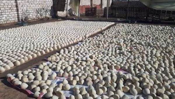 مصنع الجبن بالمنوفية - أرشيفية
