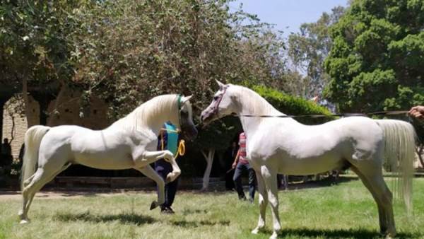 محطة الزهراء لتربية الخيول العربية