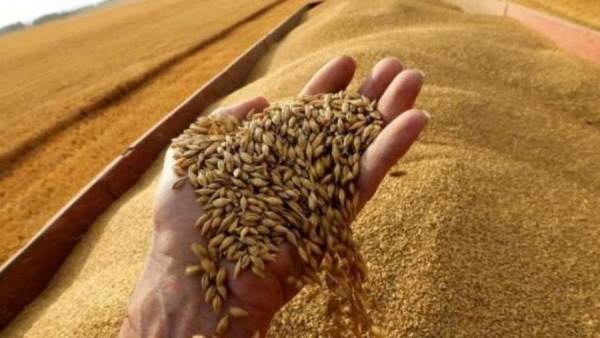 انخفاض حصة مصر في استيراد القمح من أوكرانيا