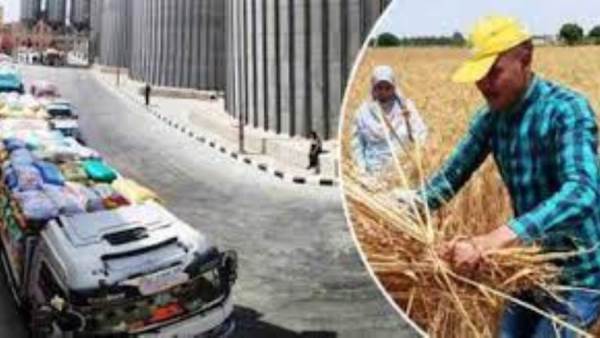 البورصة المصرية للسلع تنطلق غدا بطرح القمح للمطاحن