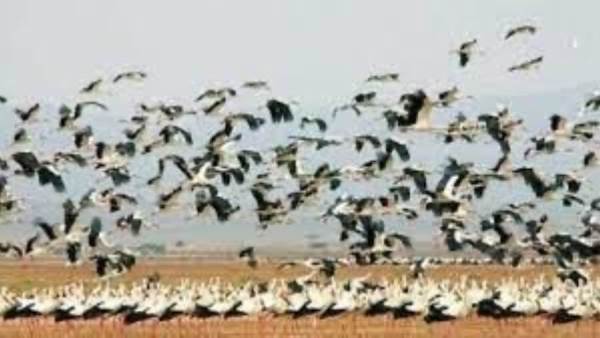 هجرة الطيور