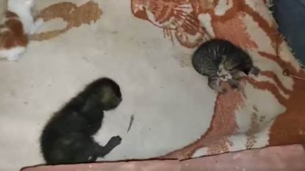 إنقاذ 3 قطط بالقليوبية